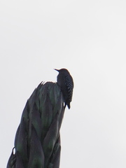 Melanerpes hypopolius