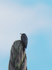 Melanerpes hypopolius