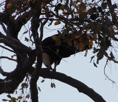 Haliaeetus vocifer
