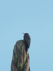 Melanerpes hypopolius