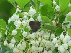 Satyrium calanus