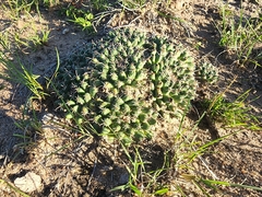 Mammillaria uncinata