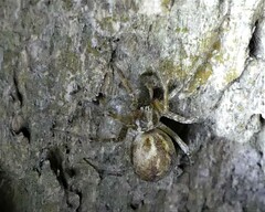 Allagelena gracilens