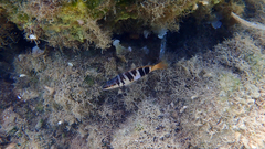 Serranus scriba