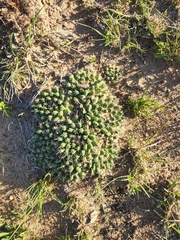 Mammillaria uncinata
