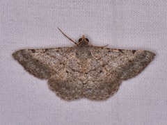 Frederickia nigricomma