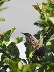 Campylorhynchus jocosus