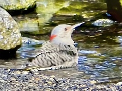 Colaptes auratus luteus