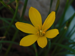 Zephyranthes citrina