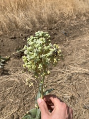 Asclepias erosa
