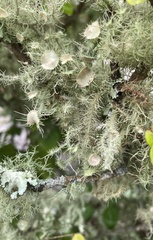 Usnea strigosa