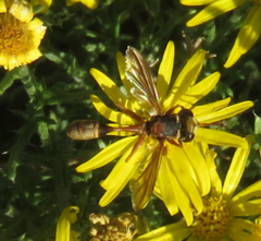 Physocephala texana