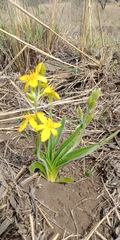 Hypoxis