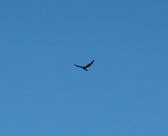 Corvus albus