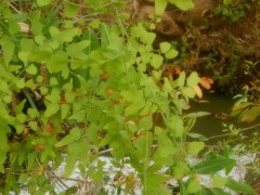Lygodium microphyllum