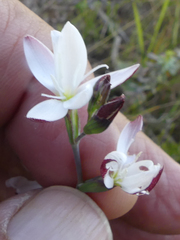 Hesperantha falcata