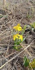 Hypoxis