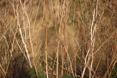 Serpophaga subcristata