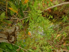 Lygodium microphyllum