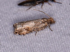 Epinotia