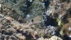 Diplodus sargus