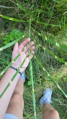 Miscanthus sinensis
