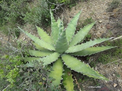 Agave xylonacantha