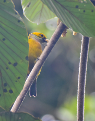 Tangara icterocephala