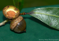 Quercus laurifolia