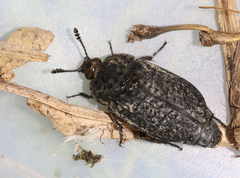 Thanatophilus rugosus