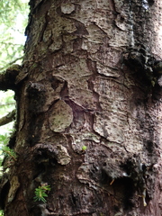 Picea sitchensis