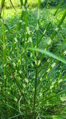 Miscanthus sinensis