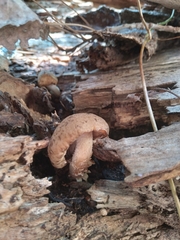Armillaria sinapina