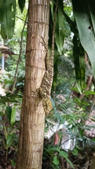 Anolis