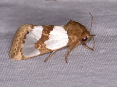 Schinia chrysellus