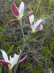 Hesperantha falcata