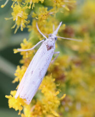 Agriphila inquinatella
