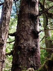 Picea sitchensis