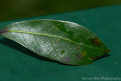 Quercus laurifolia