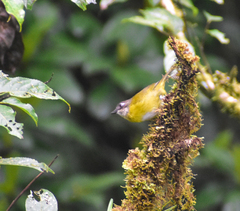 Chlorospingus flavopectus