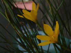 Zephyranthes citrina