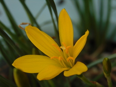 Zephyranthes citrina