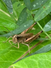 Pseudochorthippus curtipennis