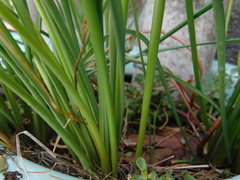 Zephyranthes citrina