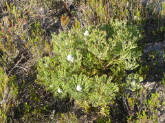 Paranomus abrotanifolius