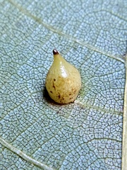 Caryomyia caryaecola