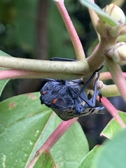 Lycorma delicatula