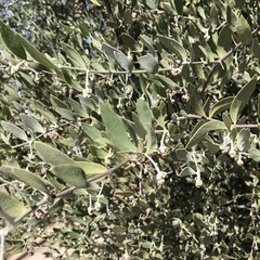 Simmondsia chinensis