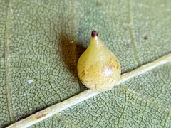 Caryomyia caryaecola