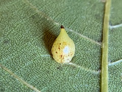Caryomyia caryaecola